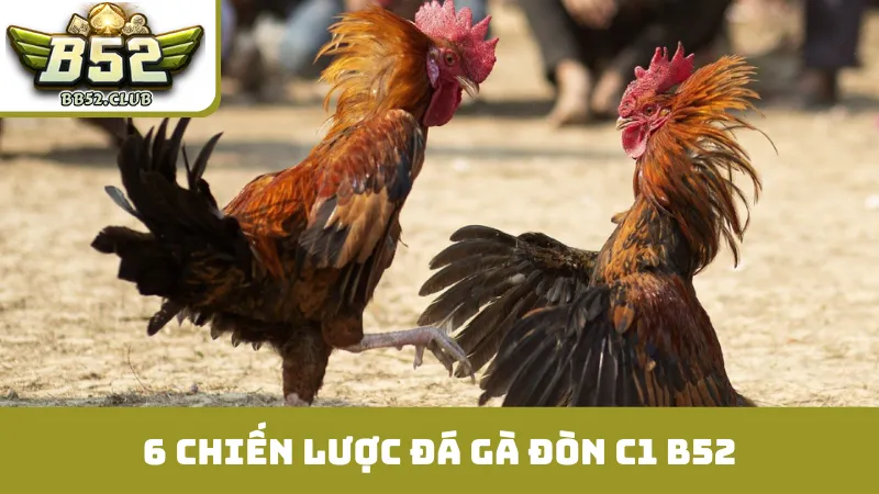 6 chiến lược đá gà đòn C1 B52 tăng khả năng thắng