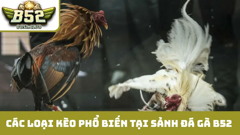 Các loại kèo phổ biến tại sảnh đá gà B52 