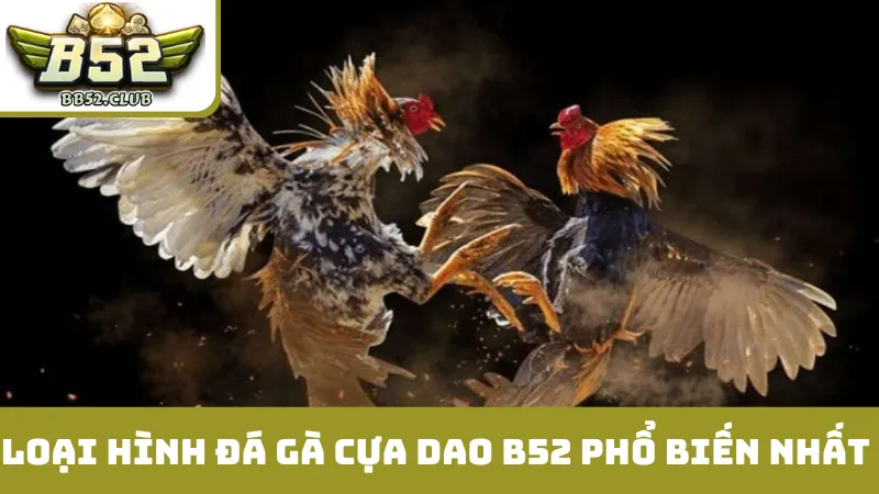 Những loại hình đá gà cựa dao B52 phổ biến nhất 