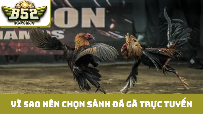 Vì sao nên chọn sảnh đá gà trực tuyến tại B52? 